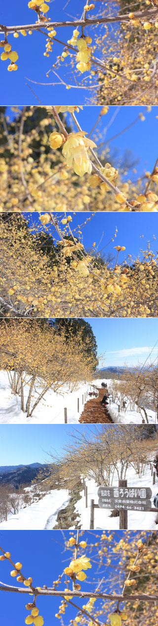 宝登山蝋梅園