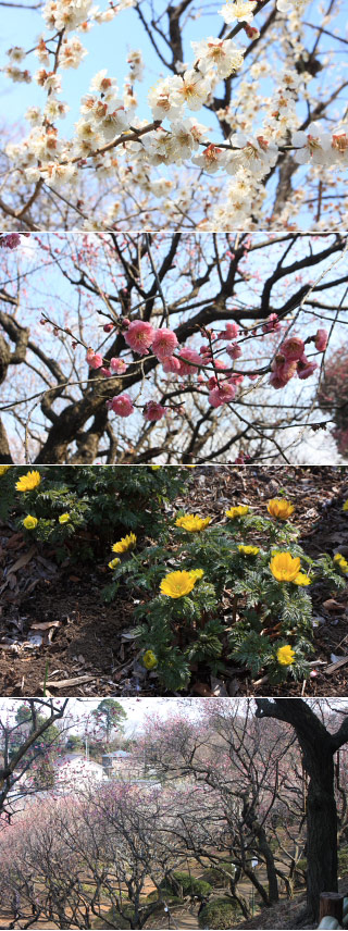 Kawaguchi Flower Promotion Center
