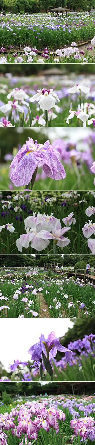 Someya Iris Garden