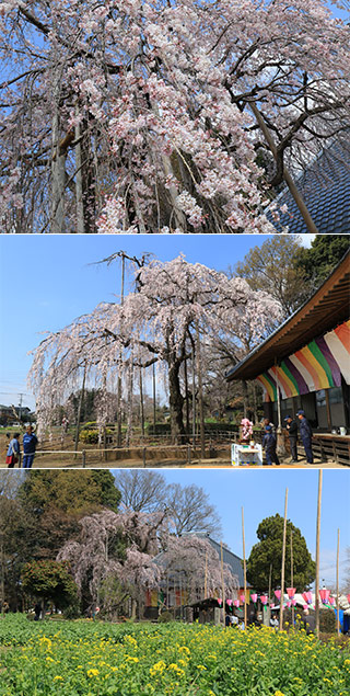 慈眼寺の枝垂桜