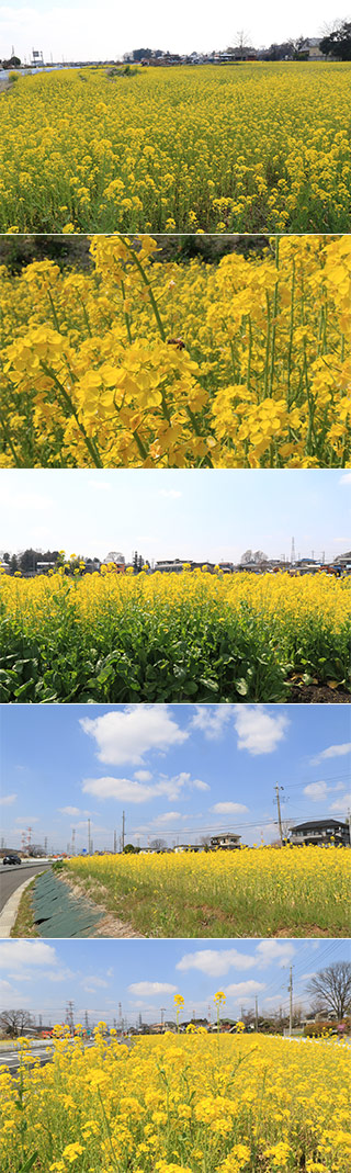 Sakadoyokonuma Field Mustard