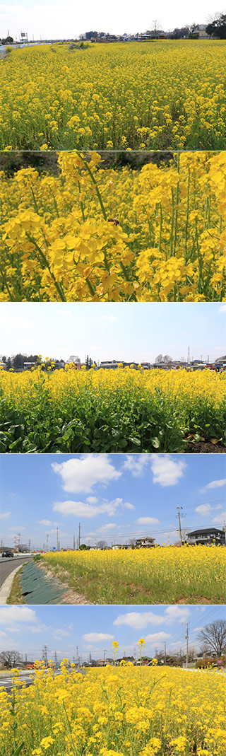 坂戸横沼の菜の花