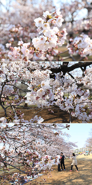 無線山の桜並木