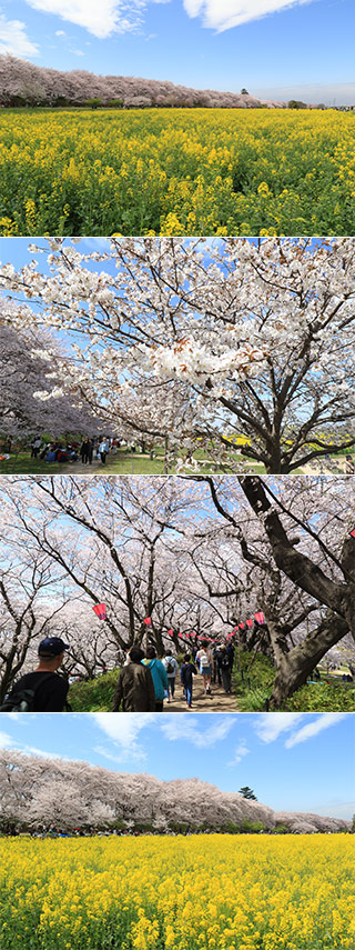 Sakura Festa at Gongendo