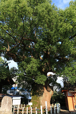 与賀神社の大楠