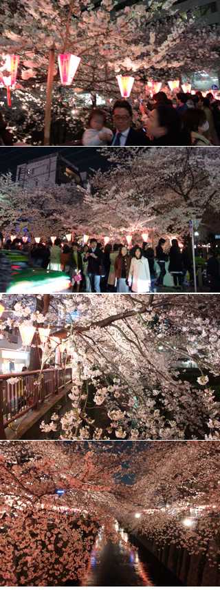 目黑川赏花