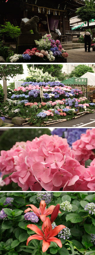 Bunkyo Ajisai Festival