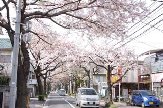 世田谷さくら通り