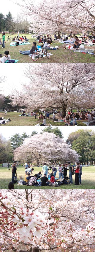 Kinuta Park Hanami