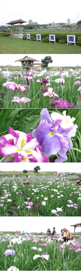 Koiwa Iris Garden