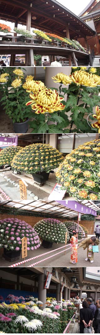 Yushima Shrine Kiku Matsuri