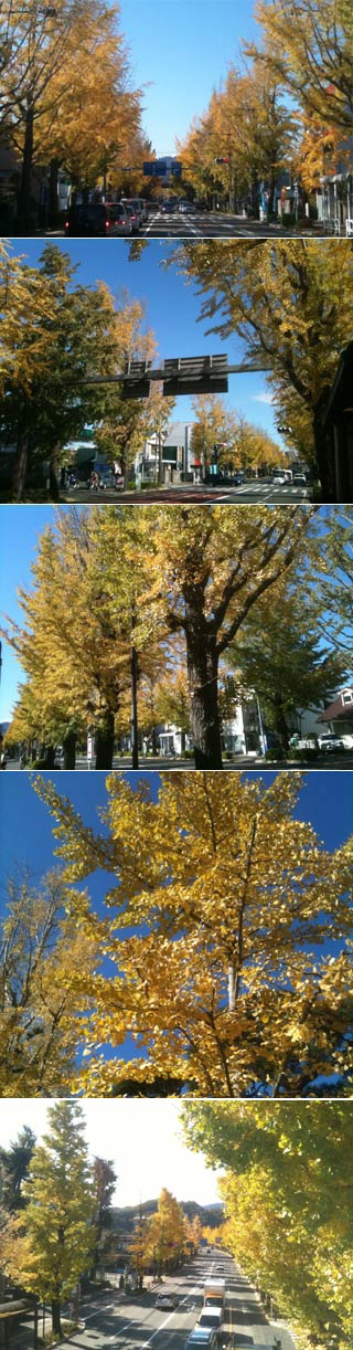 Koshu Road Gingko Avenue