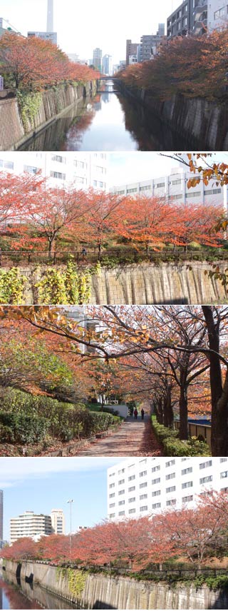 Sakura Koyo of Meguro river