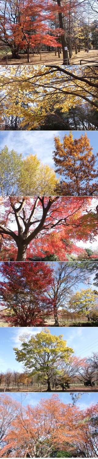 武蔵野公園の紅葉