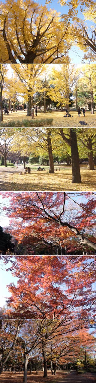 Koyo in Yoyogi park
