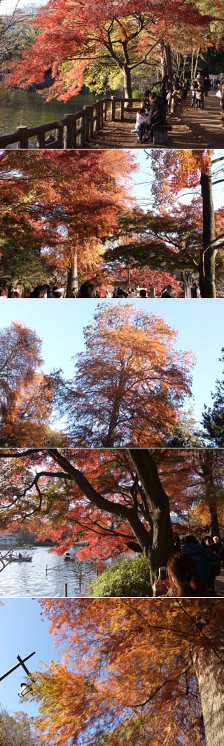 井の頭公園の紅葉