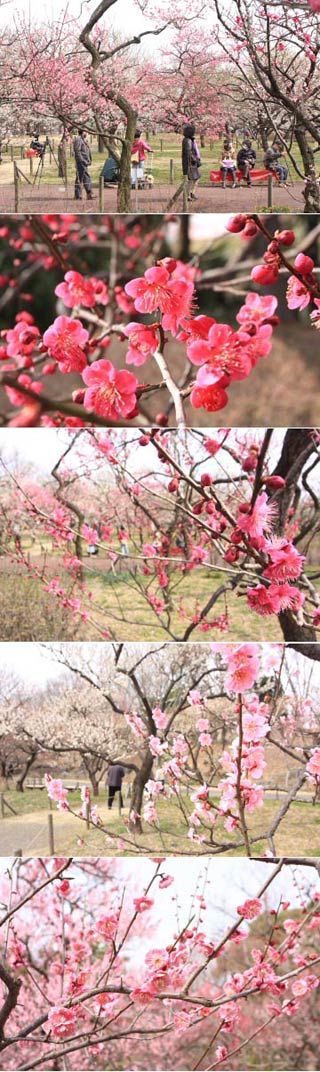 府中郷土の森の梅
