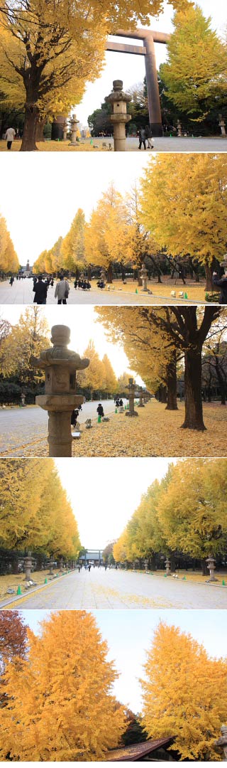 Ginkgo ave. of Yasukuni Shrine