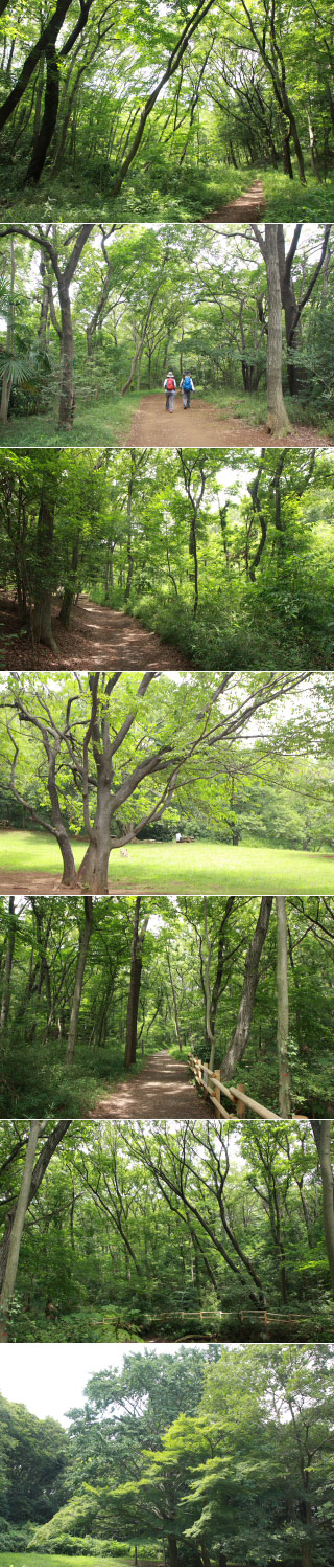 Totoros forest - Mt. Hachikoku