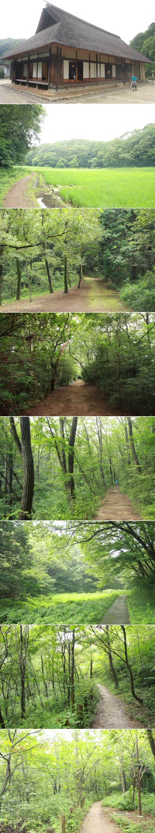 Totoros forest - Mt. Rokudo