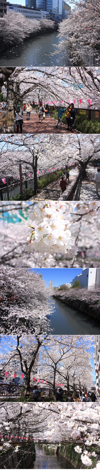 Sakura at Meguro River