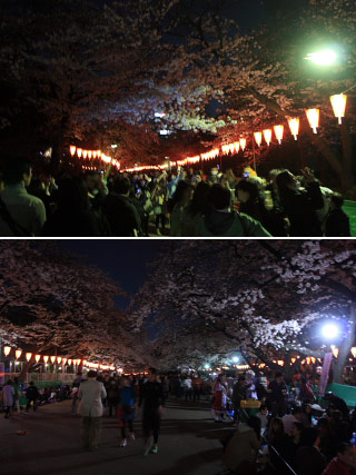 上野公園夜桜