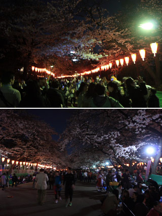 Yozakura at Ueno Park