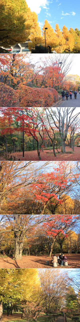 Koyo at Kitanomaru Park