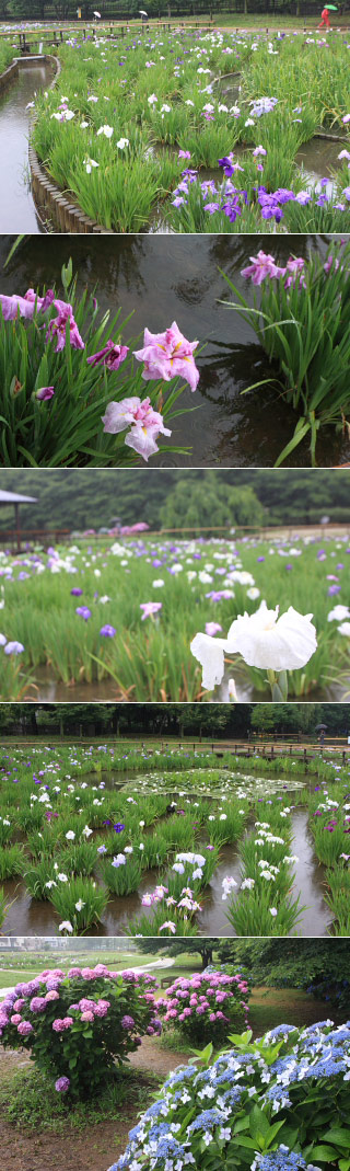 Kitayama Park Iris Garden
