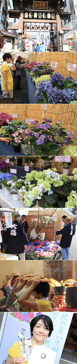 Ikiiki Asakusa Ajisai Festa.