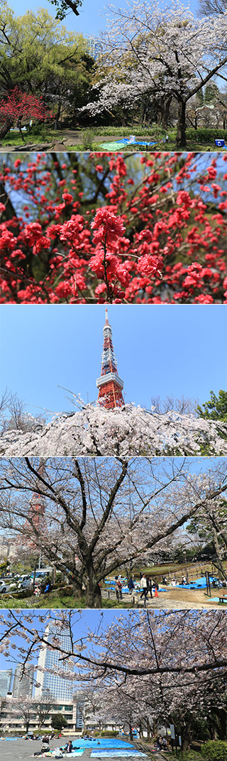 芝公園の花見