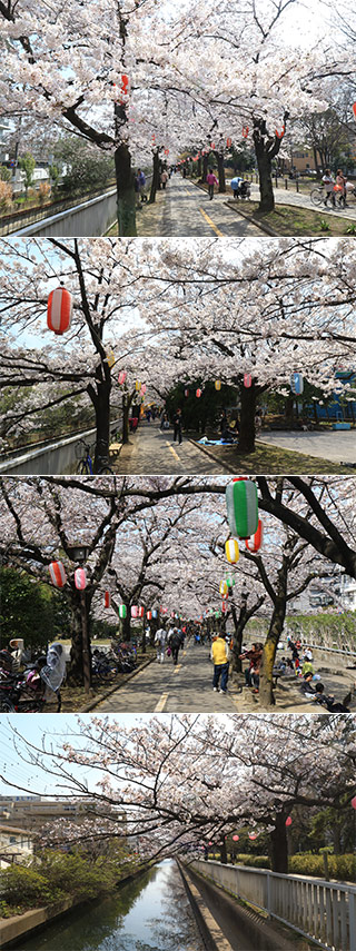 仙台堀川公園の桜