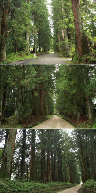 Cedar Ave. of Nikko