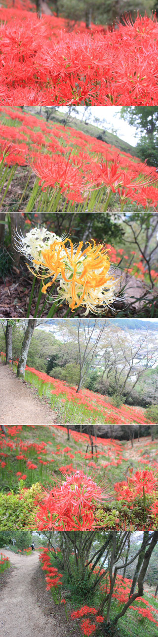 城山公園の彼岸花