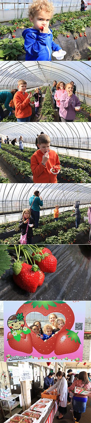 Mashiko Strawberry Town