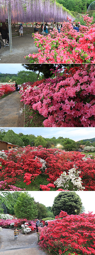Azalea at Ashikaga Flower Park