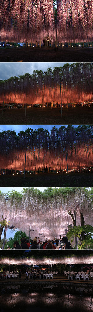 Lit-up wisteria at Ashikaga