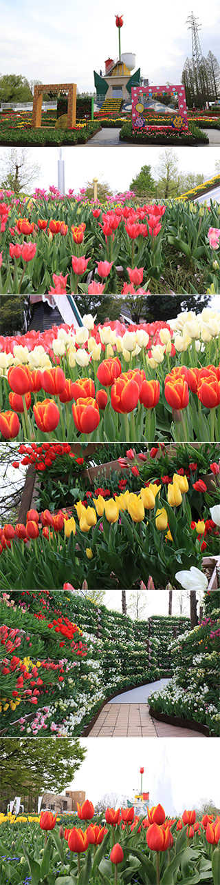 Tonami Tulip Fair