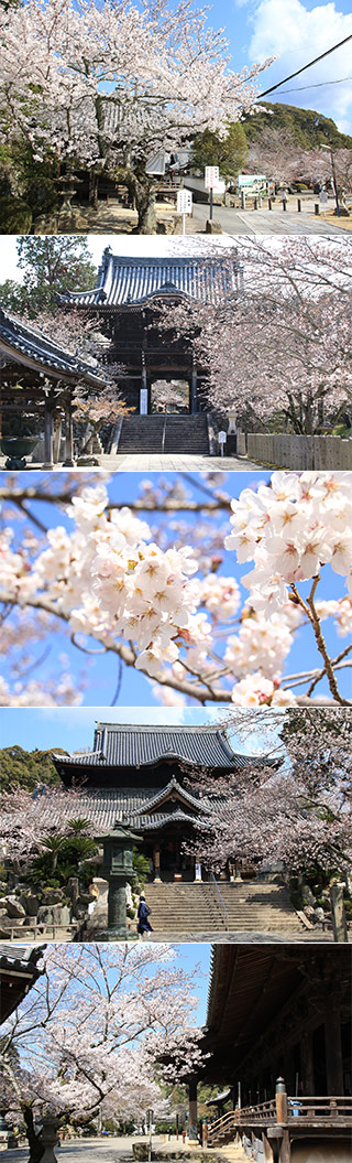 粉河寺の桜