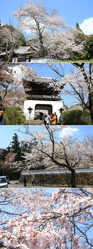 根來寺の桜