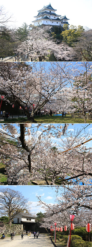 Sakura at Wakayama Castle