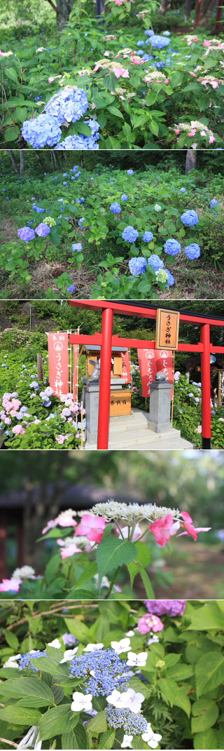 天上山のアジサイ