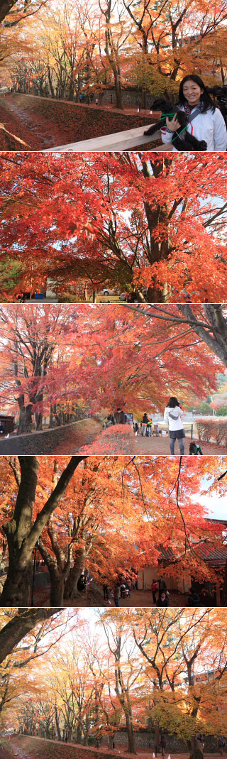 Momiji Tunnel