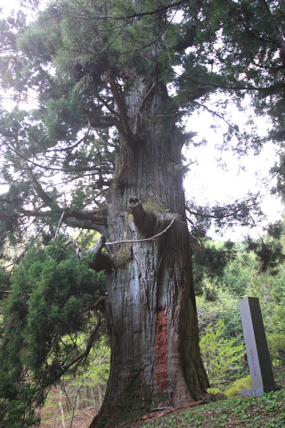 Cedar of Yatate