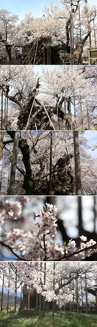 Jindai Sakura