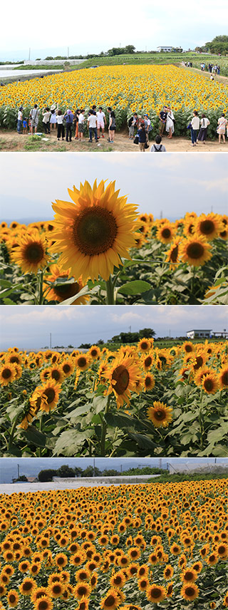 Akeno Sunflower Festival