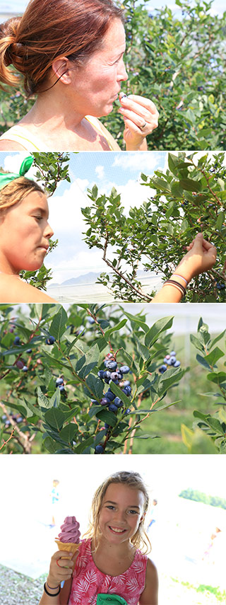 Akeno Blueberry Farm