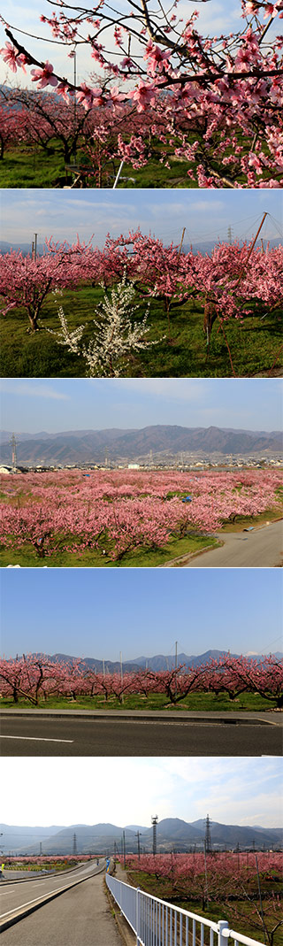 山梨市大野の桃源郷