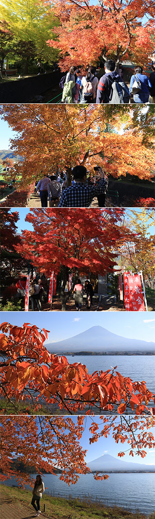 富士河口湖紅葉祭り