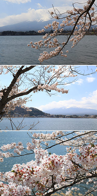 Sakura at Ubuyagasaki